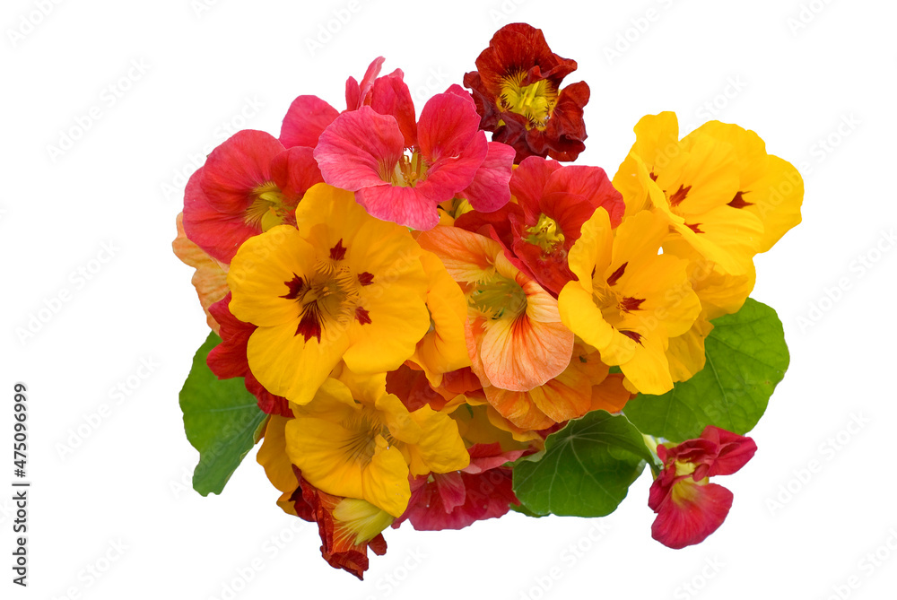 Essbare Kapuzinerkresse (Tropaeolum majus) Essbare Kapuzinerkresse (Tropaeolum majus)