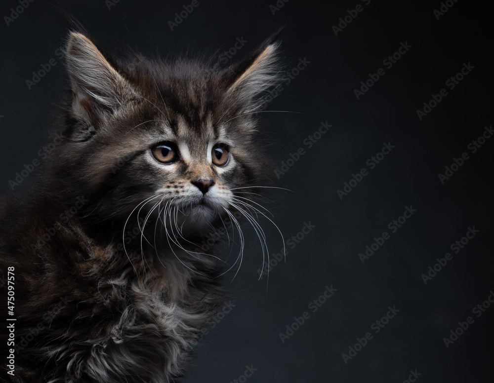 portrait of a cat