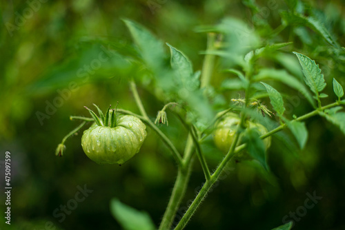 green tomatoes in the garden