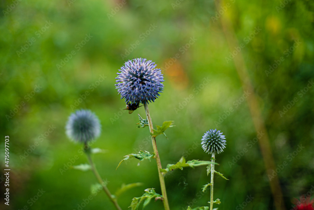 Echinops - whitetail flower in nature. Echinops - whitetail flower in nature.