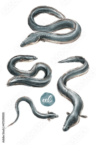 Eel　うなぎ　鰻