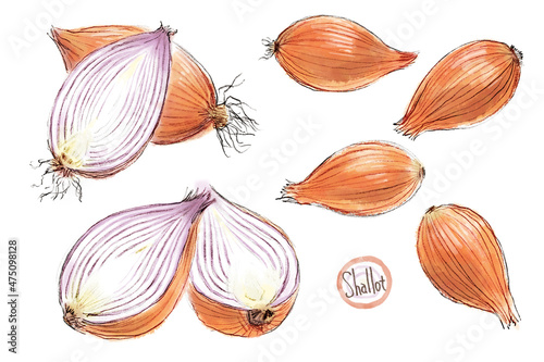 shallot