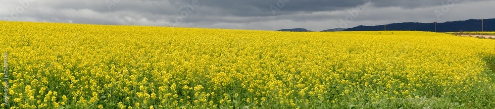 Rape seed hello flowers