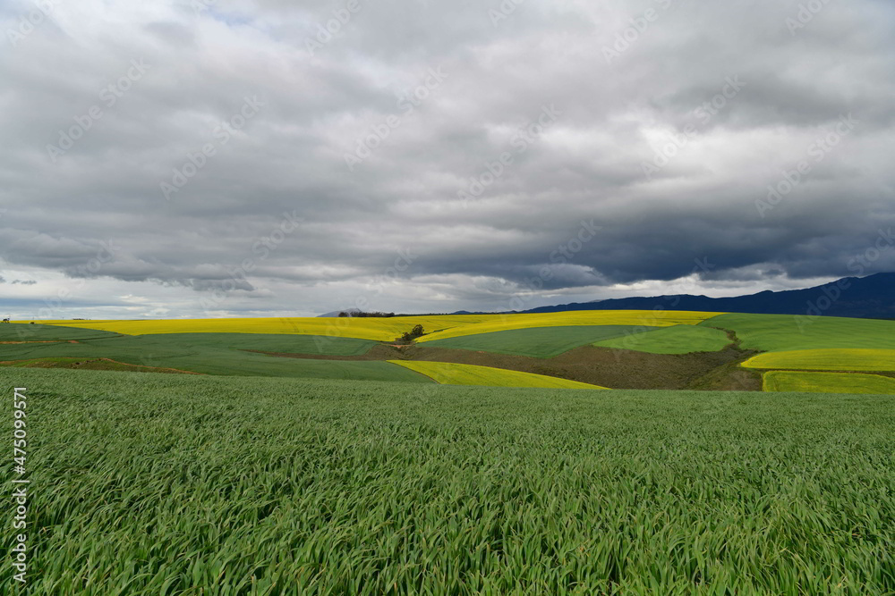 Obraz premium Rape seed hello flowers