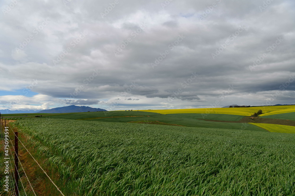 Fototapeta premium Rape seed hello flowers