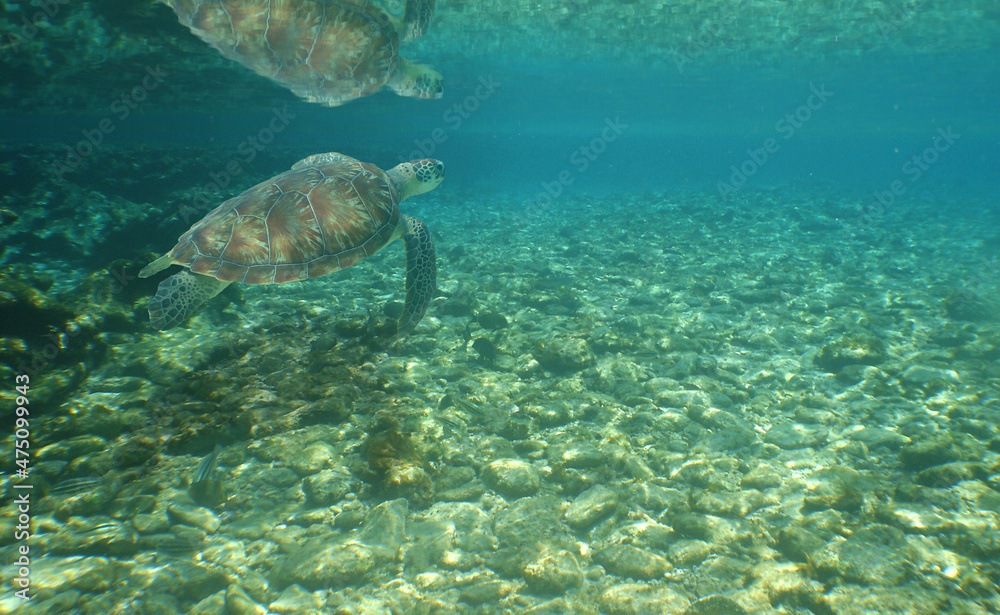 Naklejka premium sea turtle , caribbean sea , paradise underwater