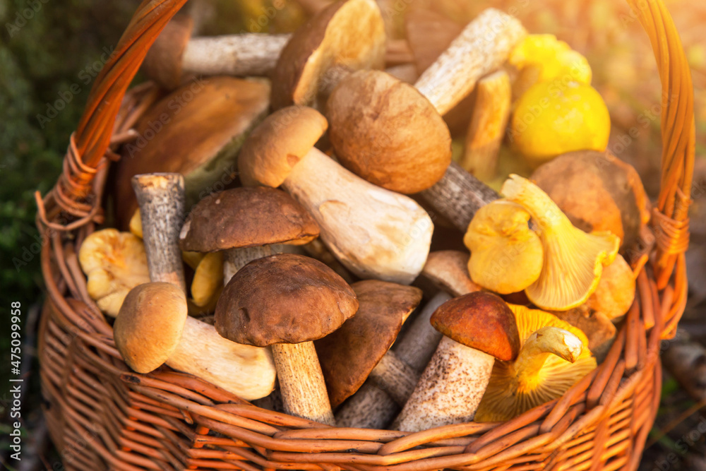 Edible different wild mushrooms porcini boletus in wicker basket in sunlight close up, macro Edible different wild mushrooms porcini boletus in wicker basket in sunlight close up, macro