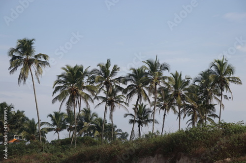 palm trees on the beach © Ameya