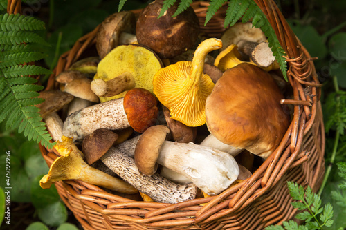Different edible wild mushrooms in basket close up. Freshly harvested porcini mushrooms in nature in forest 