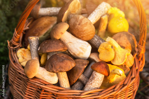 Edible different wild mushrooms porcini boletus in wicker basket in sunlight close up, macro