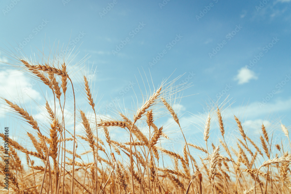 Organic golden ears of wheat on sky background