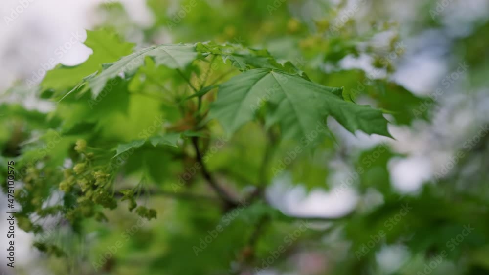 Tree green leaf closeup. Tranquil view tree leafs swaying on wind. Spring season Tree green leaf closeup. Tranquil view tree leafs swaying on wind. Spring season