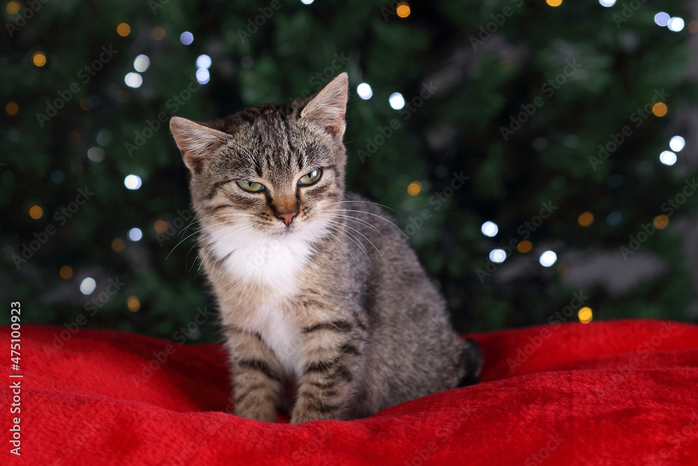 Little gray cat sitting on the background of the Christmas Tree. Close up of a kitten sitting on a red pillow. Pet care. Christmas concept. New Year. Greeting card. Empty space for text Little gray cat sitting on the background of the Christmas Tree. Close up of a kitten sitting on a red pillow. Pet care. Christmas concept. New Year. Greeting card. Empty space for text
