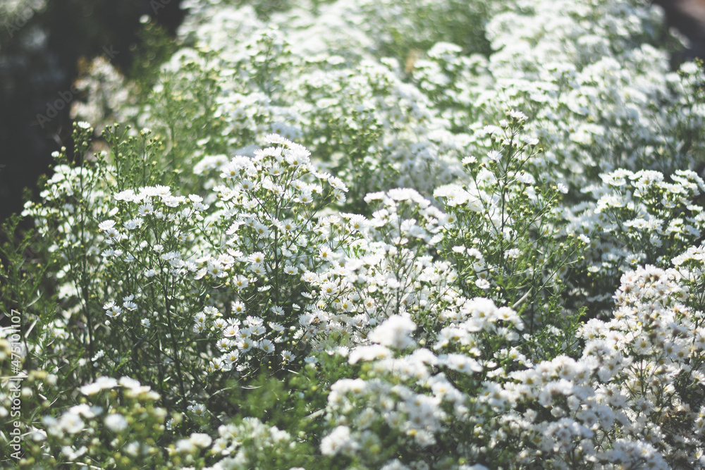 fresh white flower feild background fresh white flower feild background