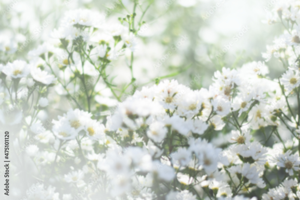 fresh white flower feild background fresh white flower feild background