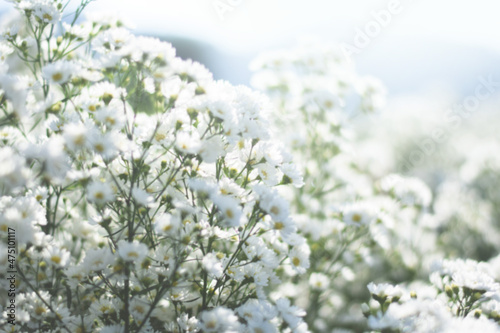 fresh white flower feild background