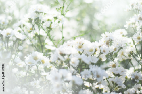 fresh white flower feild background photo
