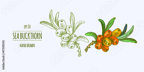 Sea buckthorn branches hand drawn vector illustration. Hippophae berry twigs ink pen sketch. Outline drawing cliparts set. Sea buckthorn yellow berries with lettering. Isolated doodle design elements