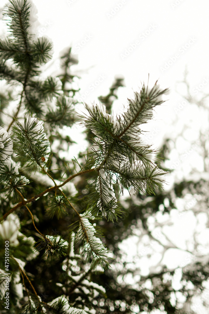 Pine branches covered with white snow. Close-up. Bottom view. Pine branches covered with white snow. Close-up. Bottom view.