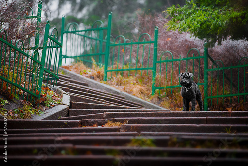 stairs in the park