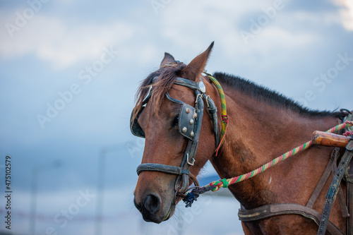 Horse with blinders photo