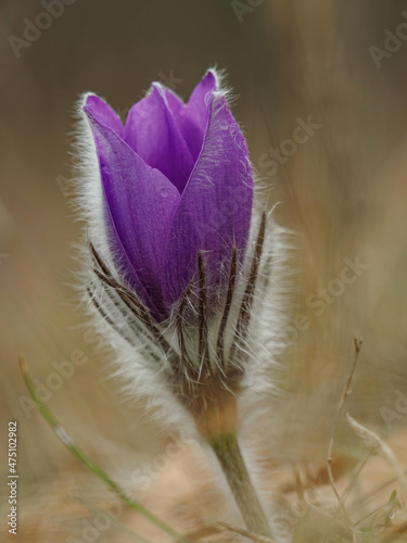 Violet pasque flower on spring meadow