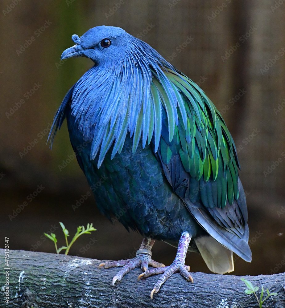 Obraz premium Blue bird