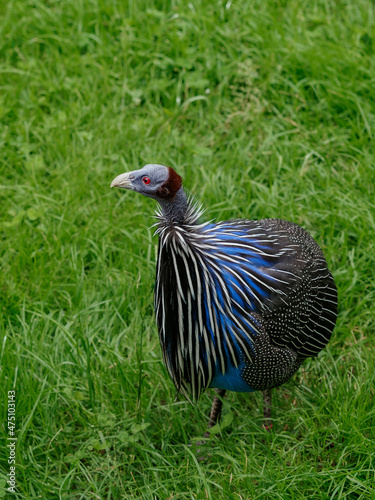Vulturine guineafowl in green grass on the meadow