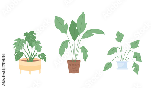 Houseplant for interior decor semi flat color vector item set. Realistic object on white. Potted plants isolated modern cartoon style illustration for graphic design and animation collection