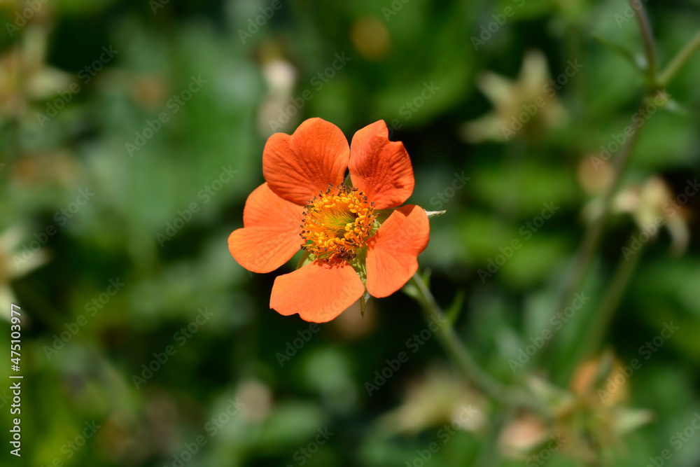 Obraz premium Orange avens