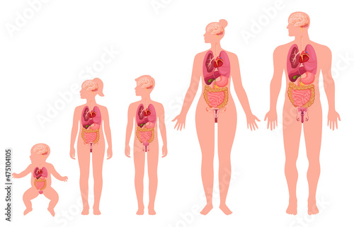 Human development of internal organ with age scheme vector flat illustration