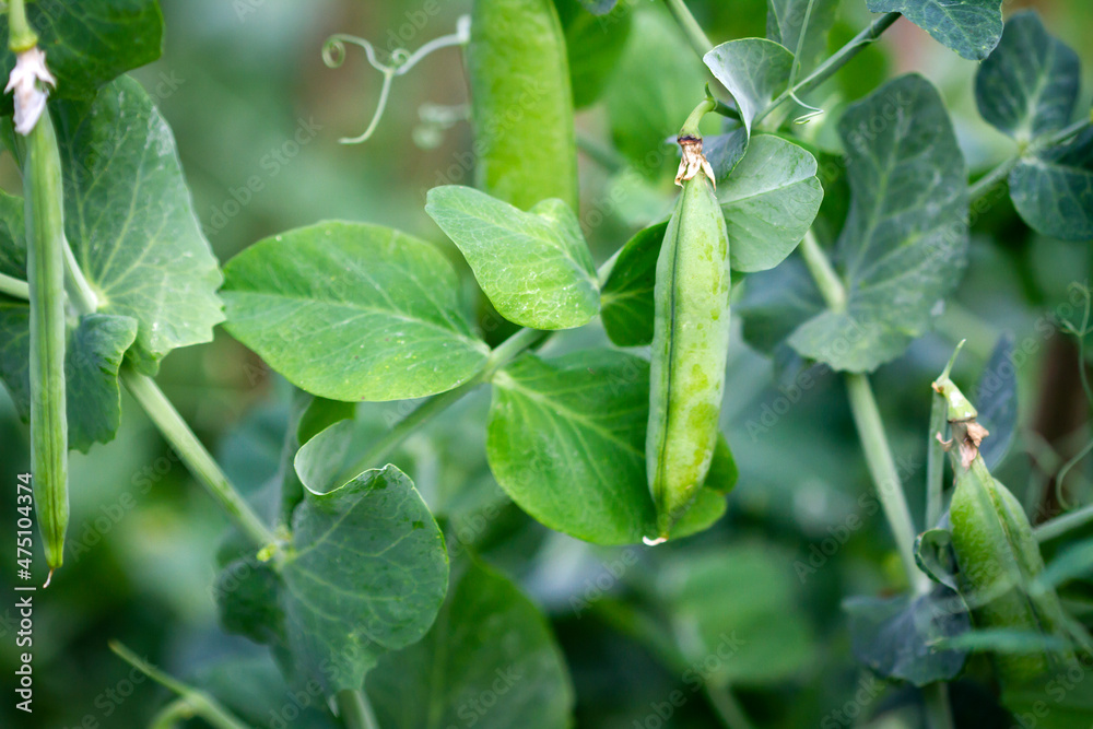 Close up shot of green peas growing in the garden Close up shot of green peas growing in the garden