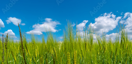 Panoramic view over beautiful farm landscape with green wheat field in closeup and wind turbines to produce green energy in Germany, Summer, at sunny day and blue cloudy sky.