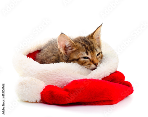 Kitten in a santa hat.