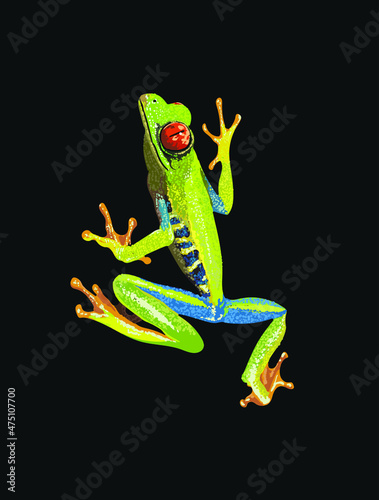 Red eye tree frog, agalychnis callidryas, amphibian, tree frog, vector
