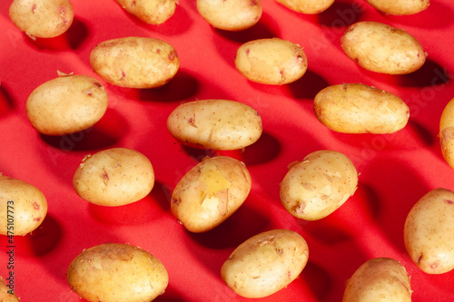 young potato on red background