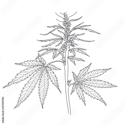 Hemp, cannabis leaves and stems. Vector sketch of a cannabis plant