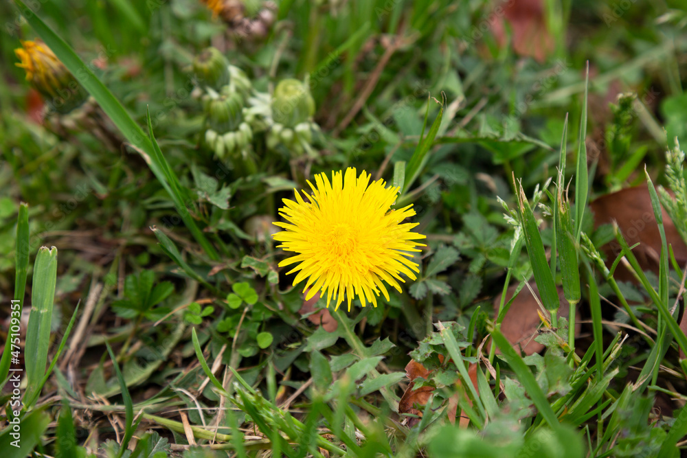 Dandelion in the grass. Yellow dandelion flower. Green grass. Close-up. Spring Green. Dandelion in the grass. Yellow dandelion flower. Green grass. Close-up. Spring Green.