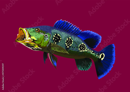 Cichla orinocoensis.pbass fish,agresive fish, large mounth, vector