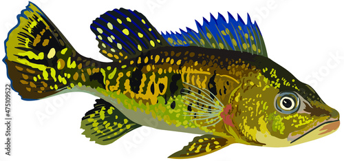 Spider kelberi pbass fish, exotic fish, agresive fish,  vector