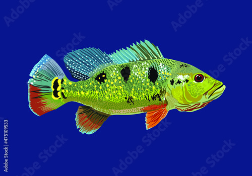 Cichla ocellaris.pbass fish, exotic fish, fresh water fish, vector