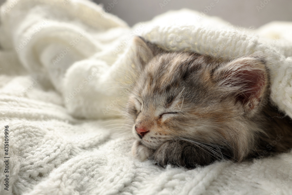 Cute kitten sleeping in white knitted blanket Cute kitten sleeping in white knitted blanket