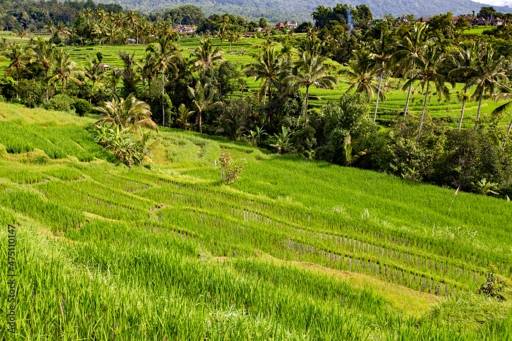 Spectacular view of Jatiluwih Rice Terrace, Unesco World Site, Bali, Indonesia