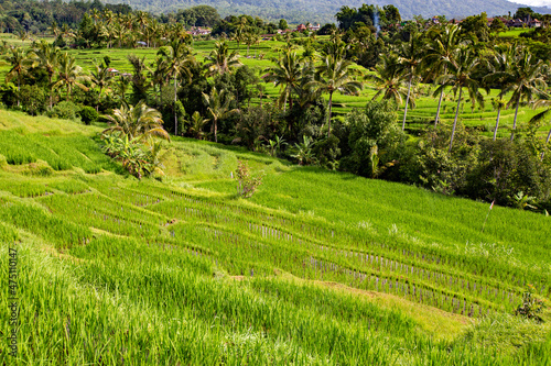 Spectacular view of Jatiluwih Rice Terrace, Unesco World Site, Bali, Indonesia