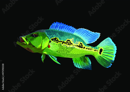 Cichla ocellaris.pbass fish, exotic fish, fresh water fish, vector