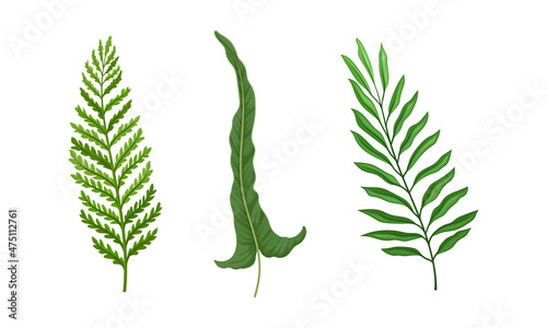 Green fern and palm leaves set. Jungle tropical exotic leaf vector illustration