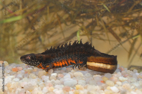 The Danube crested newt or Danube newt (Triturus dobrogicus) male in natural habitat underwater