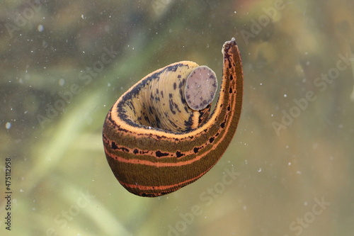 European medicinal leech (Hirudo medicinalis) in a natural habitat underwater photo