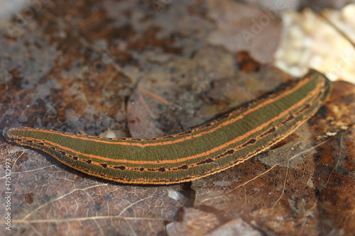 Cuadro en lienzo European medicinal leech (Hirudo medicinalis) in a natural habitat underwater