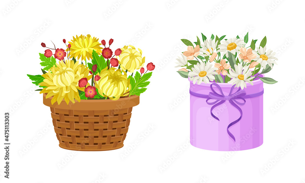 Bouquets of beautiful chamomiles and aster flowers in box and basket set vector illustration
